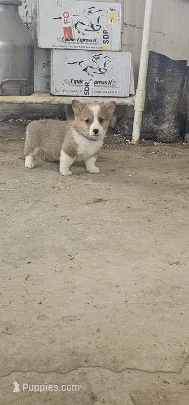 Lexi – Pembroke Welsh Corgi puppy for sale in Goshen, IN