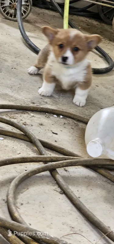 Uriah – Pembroke Welsh Corgi puppy for sale in Goshen, IN