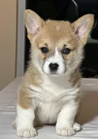 Baby boy 2, a male Pembroke Welsh Corgi for sale in Melbourne, FL – Photo 3 of 5