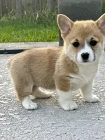 Baby bear, a male Pembroke Welsh Corgi for sale in Orlando, FL – Photo 4 of 4