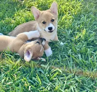 Baby bear, a male Pembroke Welsh Corgi for sale in Orlando, FL – Photo 2 of 4