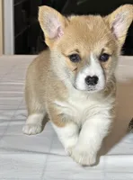 Baby boy 2, a male Pembroke Welsh Corgi for sale in Melbourne, FL – Photo 5 of 5