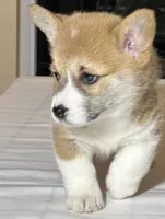 Baby boy 2, a male Pembroke Welsh Corgi for sale in Melbourne, FL – Photo 1 of 5