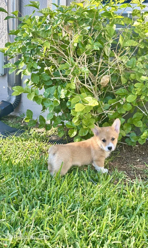 Baby bear – Pembroke Welsh Corgi puppy for sale in Orlando, FL