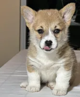 Baby boy 2, a male Pembroke Welsh Corgi for sale in Melbourne, FL – Photo 2 of 5