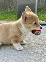 Baby bear, a male Pembroke Welsh Corgi for sale in Orlando, FL – Photo 3 of 4