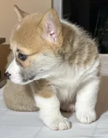 Baby boy 2, a male Pembroke Welsh Corgi for sale in Melbourne, FL – Photo 4 of 5