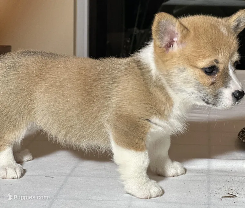 Baby girl – Pembroke Welsh Corgi puppy for sale in Melbourne, FL