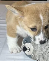 Baby girl, a female Pembroke Welsh Corgi for sale in Melbourne, FL – Photo 2 of 5