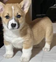 Baby girl, a female Pembroke Welsh Corgi for sale in Melbourne, FL – Photo 4 of 5