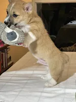 Baby girl, a female Pembroke Welsh Corgi for sale in Melbourne, FL – Photo 3 of 5