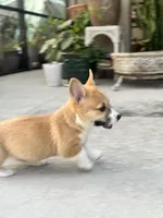 Teddy, a male Pembroke Welsh Corgi for sale in Orlando, FL – Photo 2 of 4