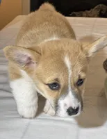 Baby boy , a male Pembroke Welsh Corgi for sale in Melbourne, FL – Photo 2 of 4