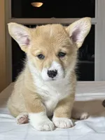 Baby boy , a male Pembroke Welsh Corgi for sale in Melbourne, FL – Photo 4 of 4