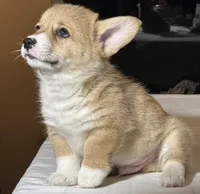 Baby boy , a male Pembroke Welsh Corgi for sale in Melbourne, FL – Photo 1 of 4