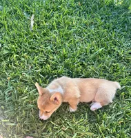 Teddy, a male Pembroke Welsh Corgi for sale in Orlando, FL – Photo 3 of 4