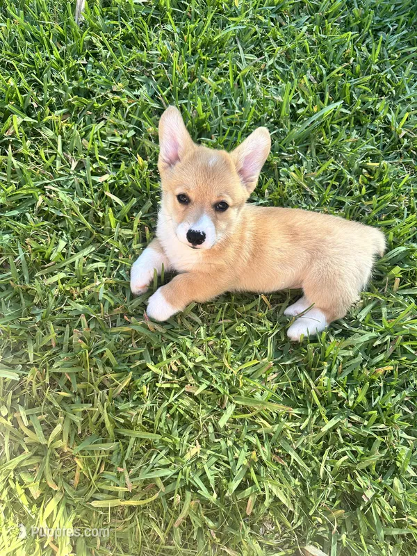 Teddy – Pembroke Welsh Corgi puppy for sale in Orlando, FL