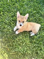 Teddy, a male Pembroke Welsh Corgi for sale in Orlando, FL – Photo 1 of 4