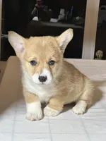 Baby boy , a male Pembroke Welsh Corgi for sale in Melbourne, FL – Photo 3 of 4