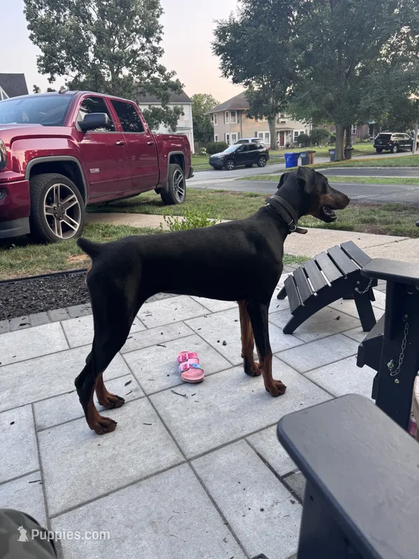 Reagan – Doberman Pinscher puppy for sale in Kokomo, IN