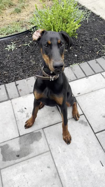 Reagan, a female Doberman Pinscher for sale in Kokomo, IN – 2 of 2