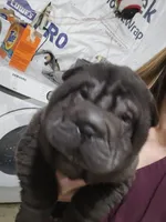 Satin black boy, a male Chinese Shar-Pei for sale in West Palm Beach, FL – 7 of 8