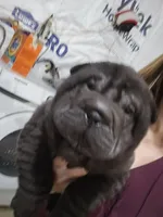 Satin black boy, a male Chinese Shar-Pei for sale in West Palm Beach, FL – 4 of 8