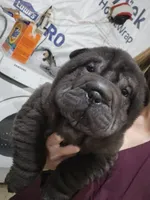 Satin black boy, a male Chinese Shar-Pei for sale in West Palm Beach, FL – 1 of 8