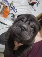 Satin black boy, a male Chinese Shar-Pei for sale in West Palm Beach, FL – 5 of 8
