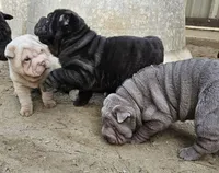 Satin black boy, a male Chinese Shar-Pei for sale in West Palm Beach, FL – 8 of 8
