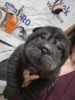Satin black boy, a male Chinese Shar-Pei for sale in West Palm Beach, FL – 6 of 8