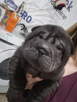 Satin black boy, a male Chinese Shar-Pei for sale in West Palm Beach, FL – 2 of 8