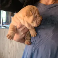 Cream girl, a female Chinese Shar-Pei for sale in West Palm Beach, FL – Photo 3 of 7