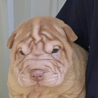 Cream girl, a female Chinese Shar-Pei for sale in West Palm Beach, FL – Photo 4 of 7