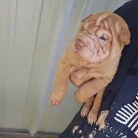 Cream girl, a female Chinese Shar-Pei for sale in West Palm Beach, FL – Photo 5 of 7