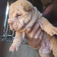 Cream girl, a female Chinese Shar-Pei for sale in West Palm Beach, FL – Photo 1 of 7