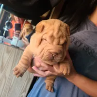 Cream girl, a female Chinese Shar-Pei for sale in West Palm Beach, FL – Photo 7 of 7