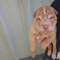 Cream girl, a female Chinese Shar-Pei for sale in West Palm Beach, FL – Photo 6 of 7