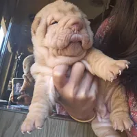 Cream girl, a female Chinese Shar-Pei for sale in West Palm Beach, FL – Photo 2 of 7