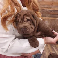 Chocolate girl, a female Chinese Shar-Pei for sale in West Palm Beach, FL – 3 of 10