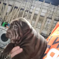 Chocolate girl, a female Chinese Shar-Pei for sale in West Palm Beach, FL – 8 of 10