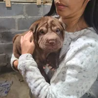 Chocolate girl, a female Chinese Shar-Pei for sale in West Palm Beach, FL – 9 of 10
