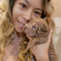 Chocolate girl, a female Chinese Shar-Pei for sale in West Palm Beach, FL – 1 of 10