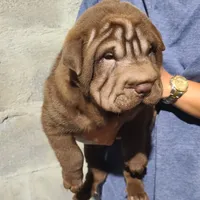 Chocolate girl, a female Chinese Shar-Pei for sale in West Palm Beach, FL – 6 of 10