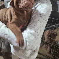 Chocolate girl, a female Chinese Shar-Pei for sale in West Palm Beach, FL – 10 of 10