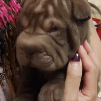 Chocolate girl, a female Chinese Shar-Pei for sale in West Palm Beach, FL – 2 of 10