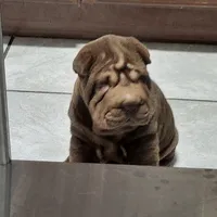 Chocolate girl, a female Chinese Shar-Pei for sale in West Palm Beach, FL – 4 of 10