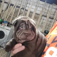 Chocolate girl, a female Chinese Shar-Pei for sale in West Palm Beach, FL – 7 of 10