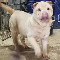 Cream girl, a female Chinese Shar-Pei for sale in West Palm Beach, FL – 3 of 4
