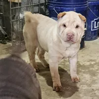 Cream girl, a female Chinese Shar-Pei for sale in West Palm Beach, FL – 4 of 4